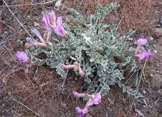 Utah milkvetch (Astragalus utahensis) — mature form