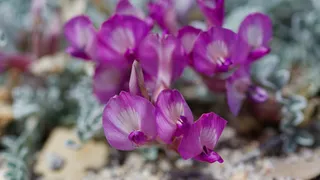 Utah milkvetch (Astragalus utahensis) — foliage