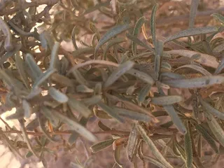 Fourwing saltbush (Atriplex canescens) — mature form