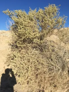 Fourwing saltbush (Atriplex canescens) — foliage