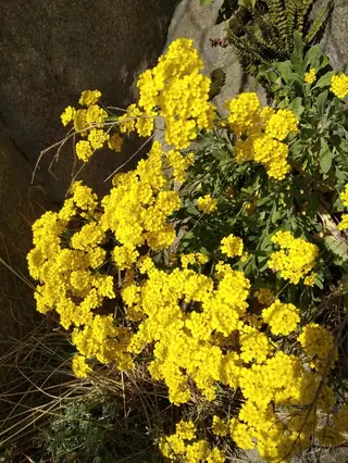Basket of gold