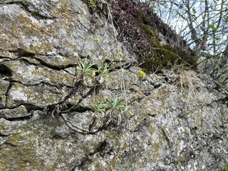 Basket of gold (Aurinia saxatilis) — mature form