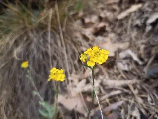Basket of gold (Aurinia saxatilis) — foliage