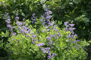 False Indigo