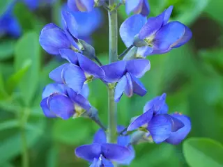 False Indigo (Baptisia australis) — mature form
