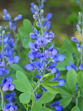 False Indigo (Baptisia australis) — foliage