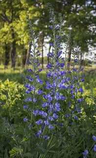 False Indigo (Baptisia australis) — bloom
