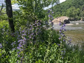 False Indigo (Baptisia australis) — fall color