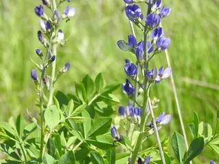False Indigo (Baptisia australis) — habit