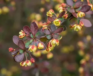 Japanese barberry (Berberis thunbergii) — mature form