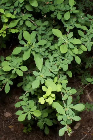 Japanese barberry (Berberis thunbergii) — foliage