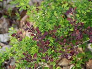 Japanese barberry (Berberis thunbergii) — bloom