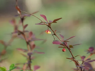 Japanese barberry (Berberis thunbergii) — fall color
