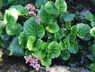heartleaf bergenia,