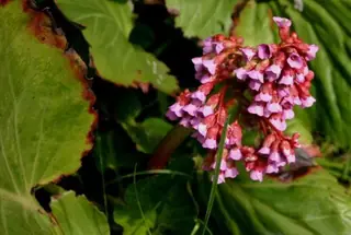 heartleaf bergenia, (Bergenia cordifolia) — mature form
