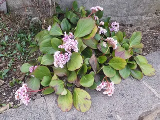 heartleaf bergenia, (Bergenia cordifolia) — foliage