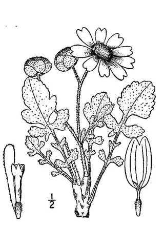 Chocolate Flower (Berlandiera lyrata) — mature form
