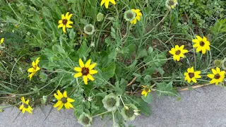 Chocolate Flower (Berlandiera lyrata) — foliage