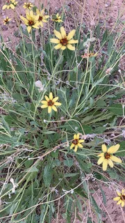 Chocolate Flower (Berlandiera lyrata) — bloom