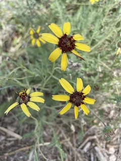 Chocolate Flower (Berlandiera lyrata) — fall color