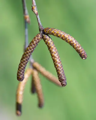 Birch — River – HERITAGE® (Betula nigra)