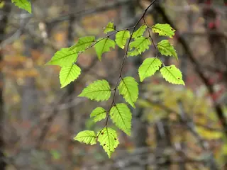 Birch — River – HERITAGE® (Betula nigra) — mature form