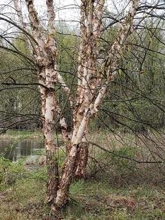 Birch — River – HERITAGE® (Betula nigra) — bloom