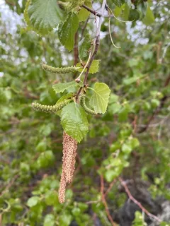 Birch — Rocky Mountain/Water