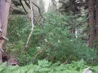 Birch, Rocky Mountain/Water (Betula occidentalis), foliage