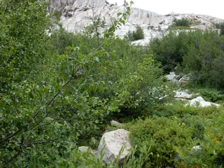 Birch, Rocky Mountain/Water (Betula occidentalis), fall color