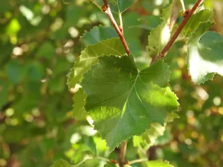 Birch — Rocky Mountain/Water (Betula occidentalis) — mature form