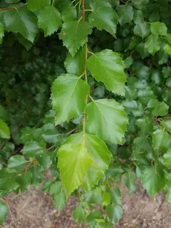 Birch — Rocky Mountain/Water (Betula occidentalis) — foliage
