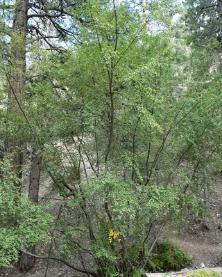 Birch, Rocky Mountain/Water