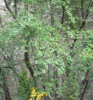 Birch, Rocky Mountain/Water (Betula occidentalis), mature form