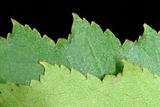 Birch — European White – 'Gracilis'