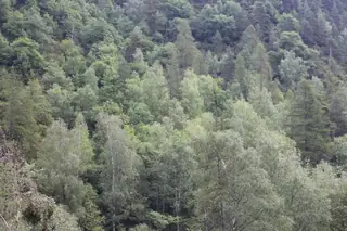 Birch — European White – 'Gracilis' (Betula pendula) — mature form