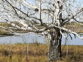 Birch — European White – 'Gracilis' (Betula pendula) — bloom