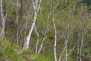 Birch — Asian White – 'Whitespire', DAKOTA PINNACLE®, PARKLAND PILLAR®