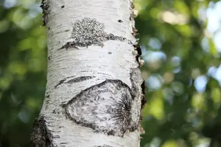 Birch — Asian White – 'Whitespire', DAKOTA PINNACLE®, PARKLAND PILLAR® (Betula platyphylla) — mature form
