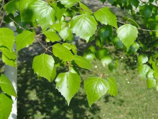 Birch — Asian White – 'Whitespire', DAKOTA PINNACLE®, PARKLAND PILLAR® (Betula platyphylla) — foliage
