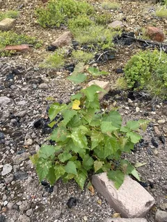 Birch — Asian White – 'Whitespire', DAKOTA PINNACLE®, PARKLAND PILLAR® (Betula platyphylla) — bloom