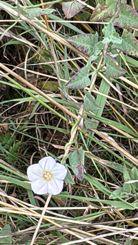 Field bindweed: a small white funnel-shaped flower with arrowhead-shaped leaves on a low twining stem