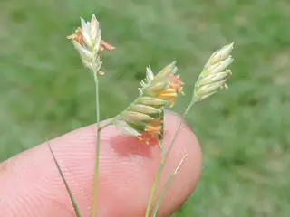 Buffalo grass