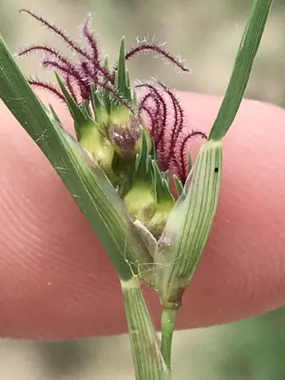 Buffalo grass (Bouteloua dactyloides) — mature form