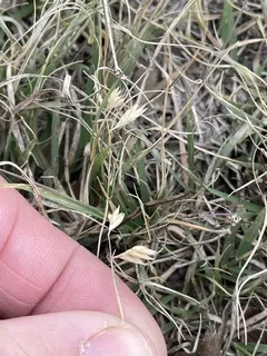 Buffalo grass (Bouteloua dactyloides) — foliage