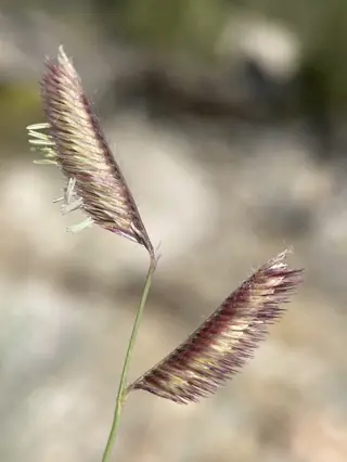 Blue grama grass