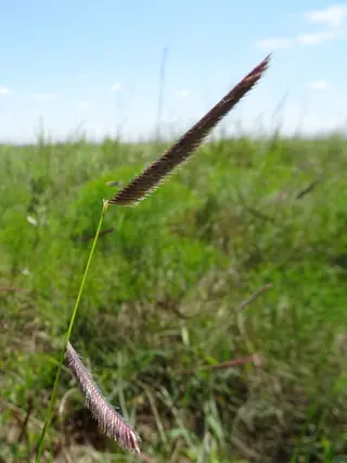 Blue grama grass (Bouteloua gracilis) — mature form