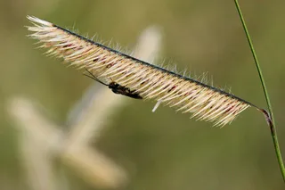 Blue grama grass (Bouteloua gracilis) — foliage