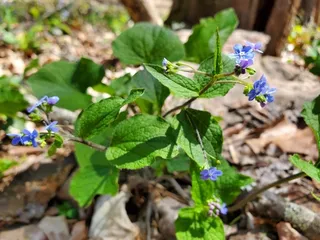 Siberian bugloss / false forget-me-not