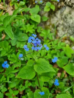 Siberian bugloss / false forget-me-not (Brunnera macrophylla) — mature form